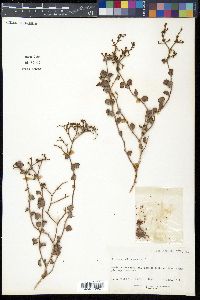Eriogonum corymbosum image