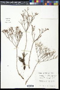 Eriogonum effusum var. effusum image
