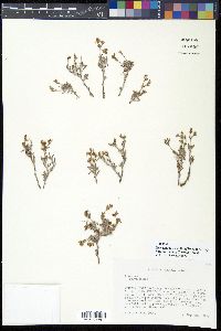 Eriogonum pulchrum image
