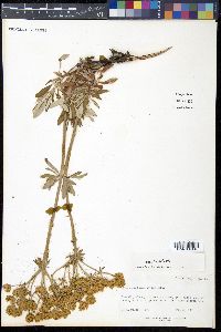 Eriogonum heracleoides image