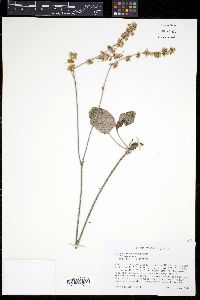 Eriogonum racemosum image