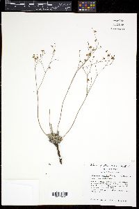 Eriogonum tenellum image