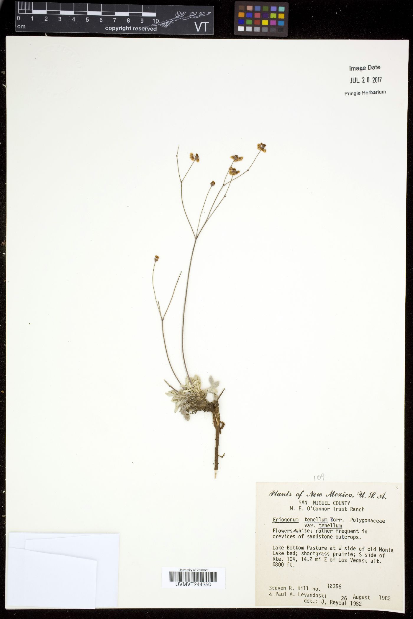 Eriogonum tenellum var. tenellum image