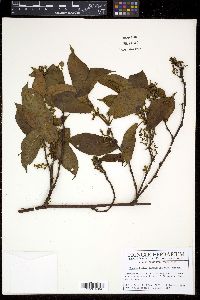Muehlenbeckia tamnifolia image