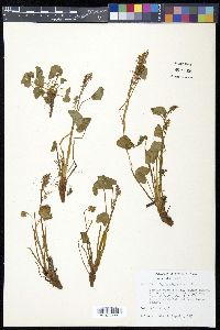 Oxyria digyna image