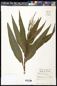 Persicaria densiflora image