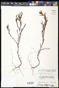 Polygonella articulata image