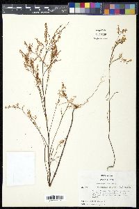 Polygonella articulata image