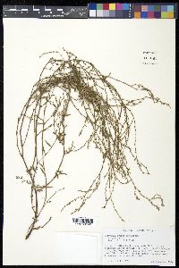 Polygonum arenastrum image