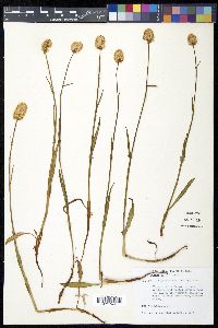 Bistorta bistortoides image