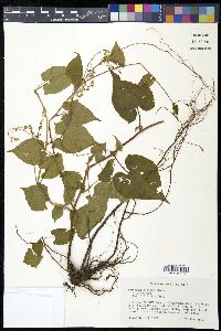 Fallopia cilinodis image