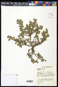 Polygonum erectum image