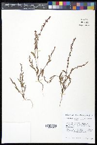 Polygonum douglasii subsp. douglasii image