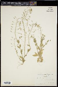 Draba nemorosa image
