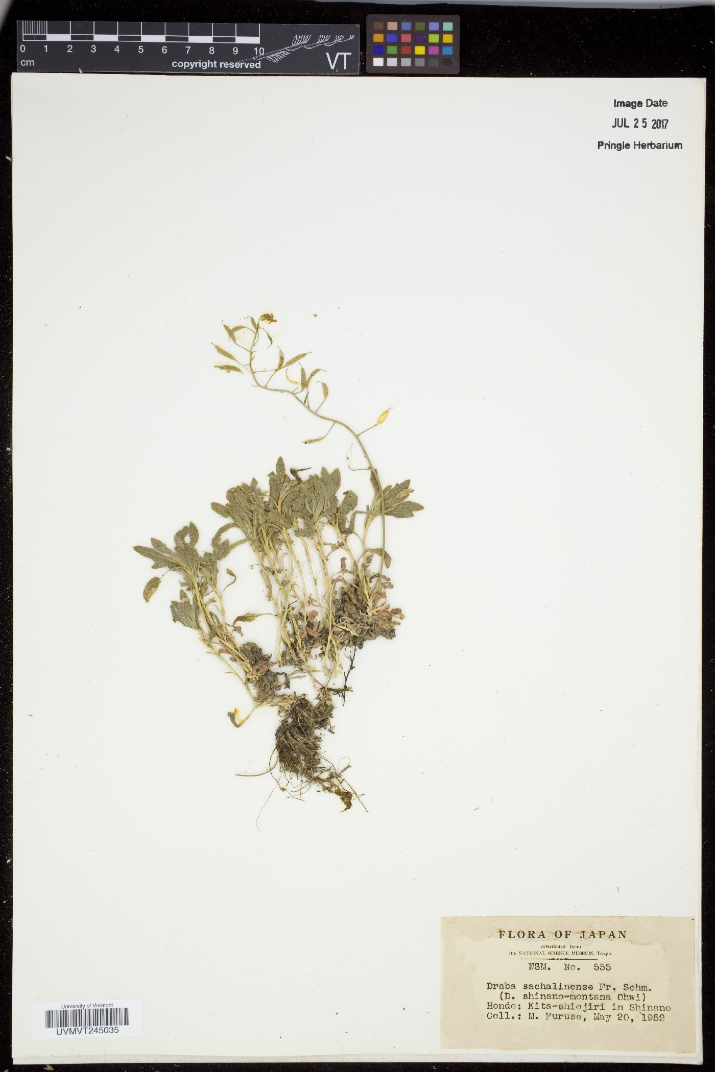 Draba sachalinensis image