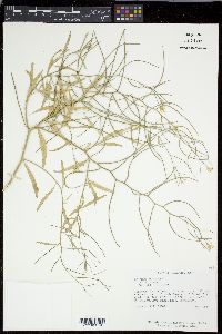 Erysimum repandum image