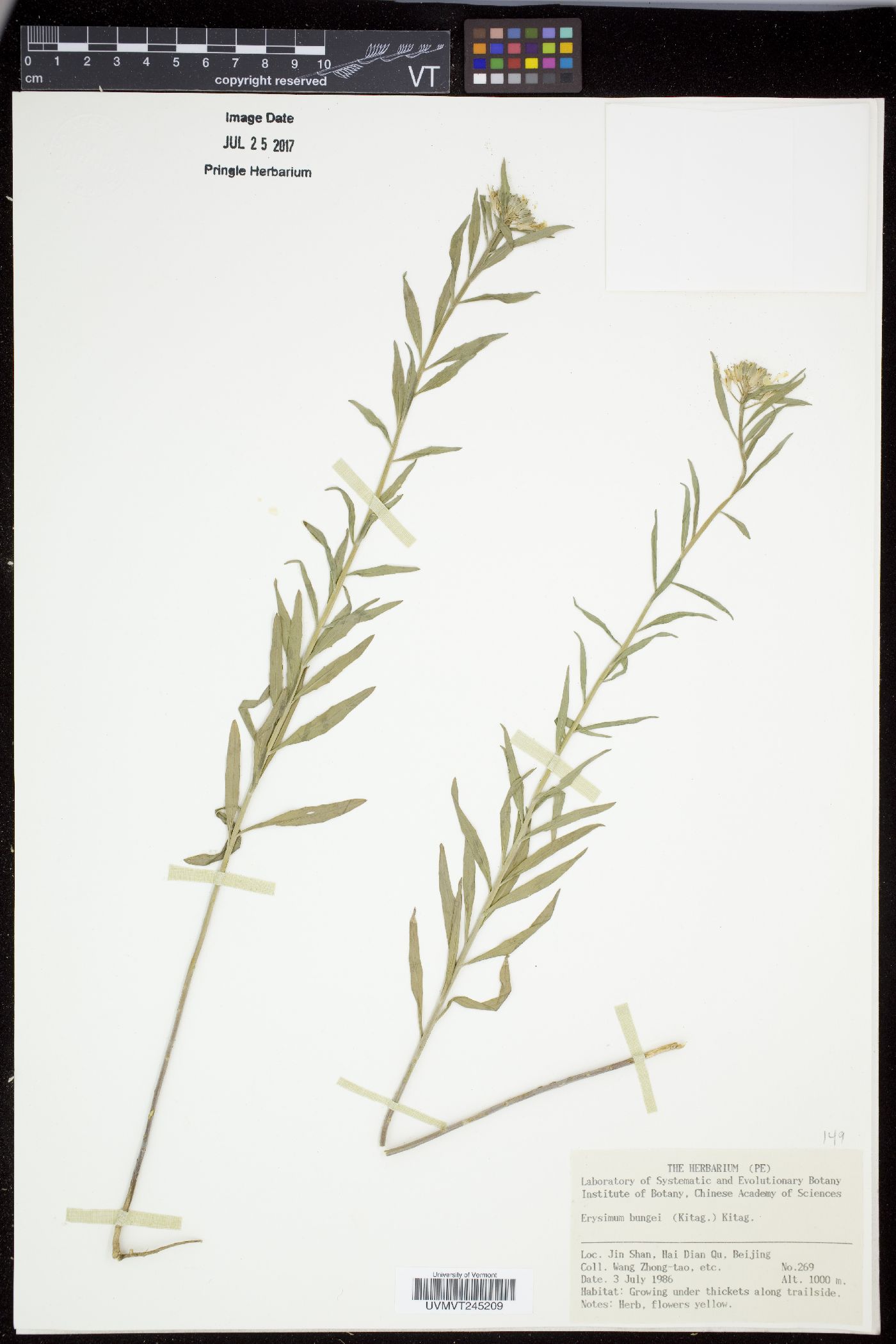 Erysimum amurense image