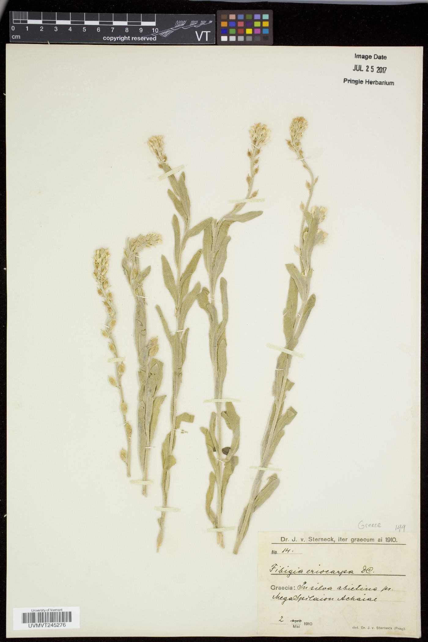Fibigia image