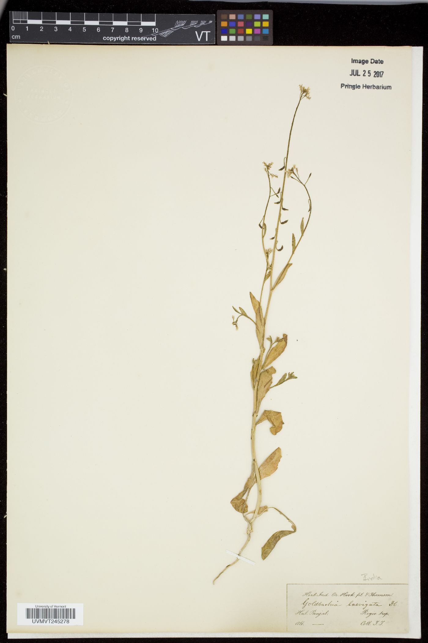 Goldbachia laevigata image