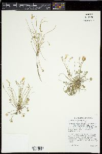Leavenworthia torulosa image