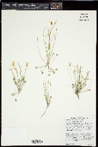 Leavenworthia torulosa image