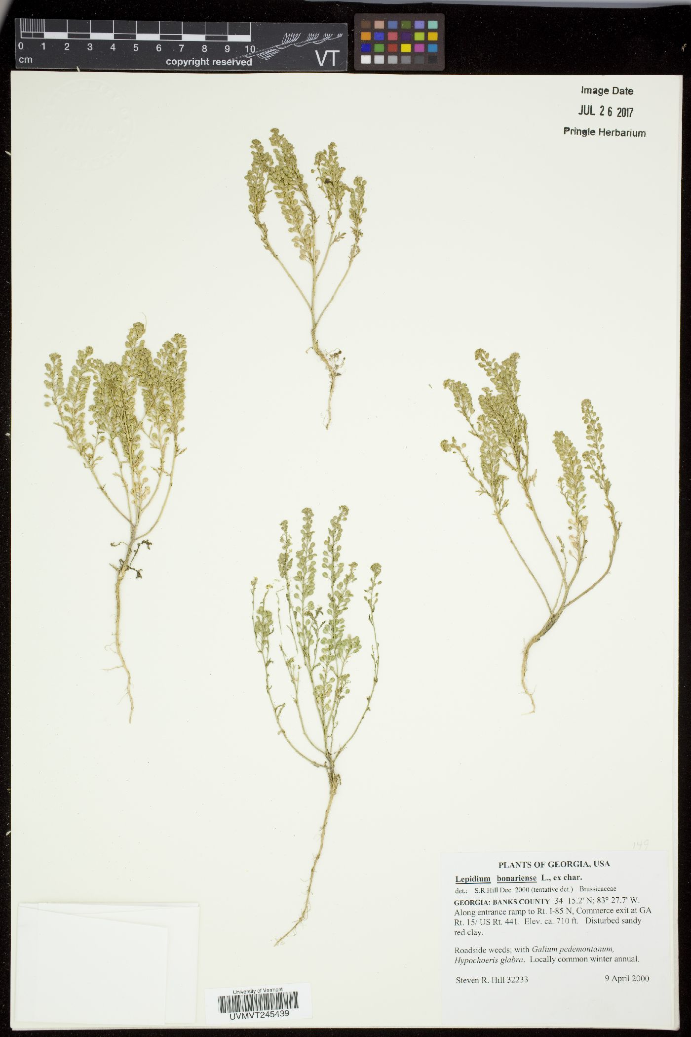 Lepidium bonariense image