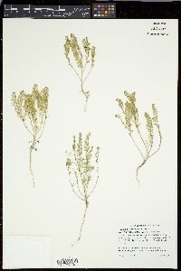 Lepidium bonariense image