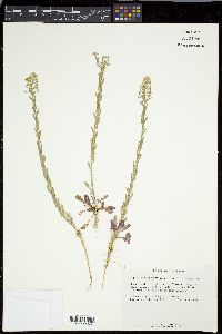 Lepidium campestre image