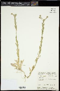 Lepidium campestre image