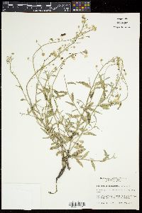 Physaria lindheimeri image