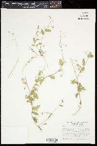 Paysonia lasiocarpa subsp. lasiocarpa image