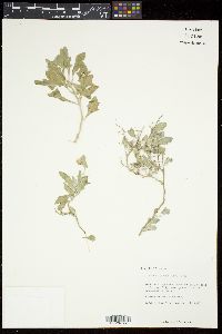 Halimolobos pubens image