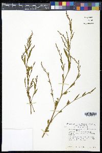 Polygonum ramosissimum image