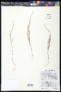 Polygonum tenue image