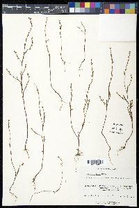 Polygonum tenue image
