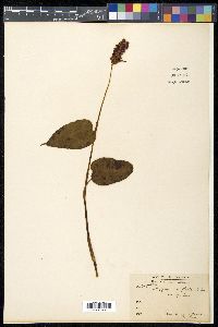 Persicaria amplexicaulis image