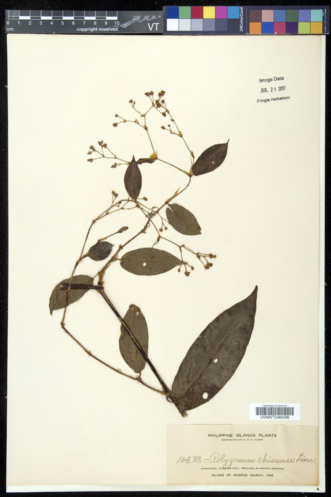 Polygonum chinense image
