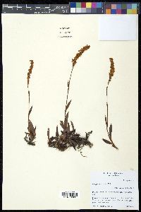 Polygonum glabrum image