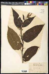 Polygonum polystachyum image