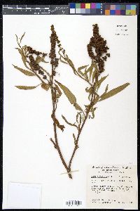 Rumex altissimus image