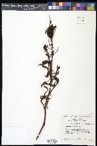 Rumex altissimus image