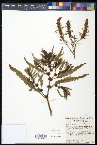 Rumex maritimus image