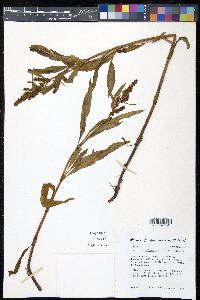 Rumex triangulivalvis image