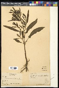 Rumex maritimus image