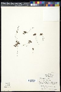 Drosera brevifolia image