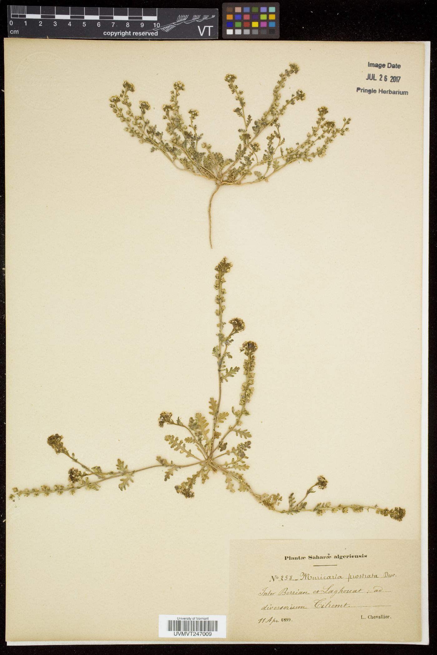 Muricaria prostrata image