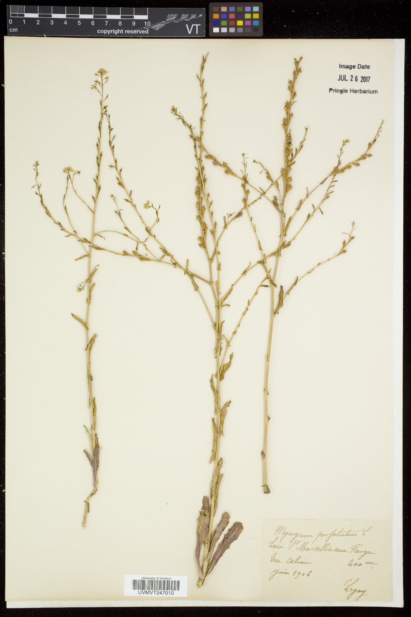 Myagrum perfoliatum image