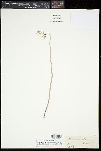 Nasturtium lacustre image