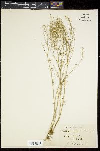 Rorippa pyrenaica image