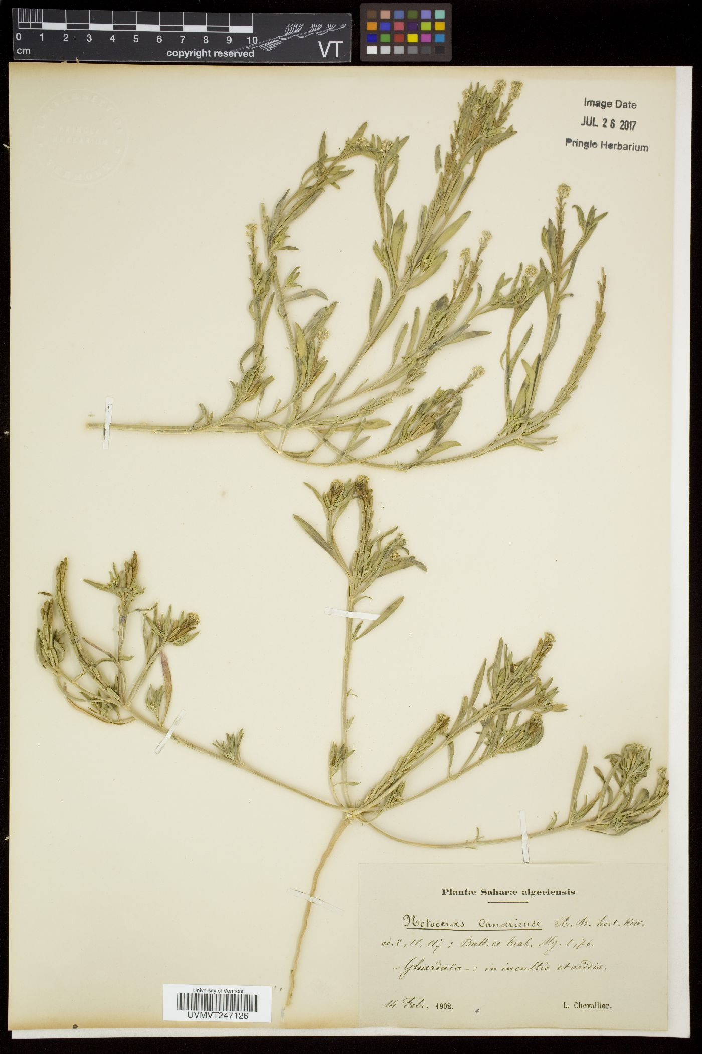 Notoceras image